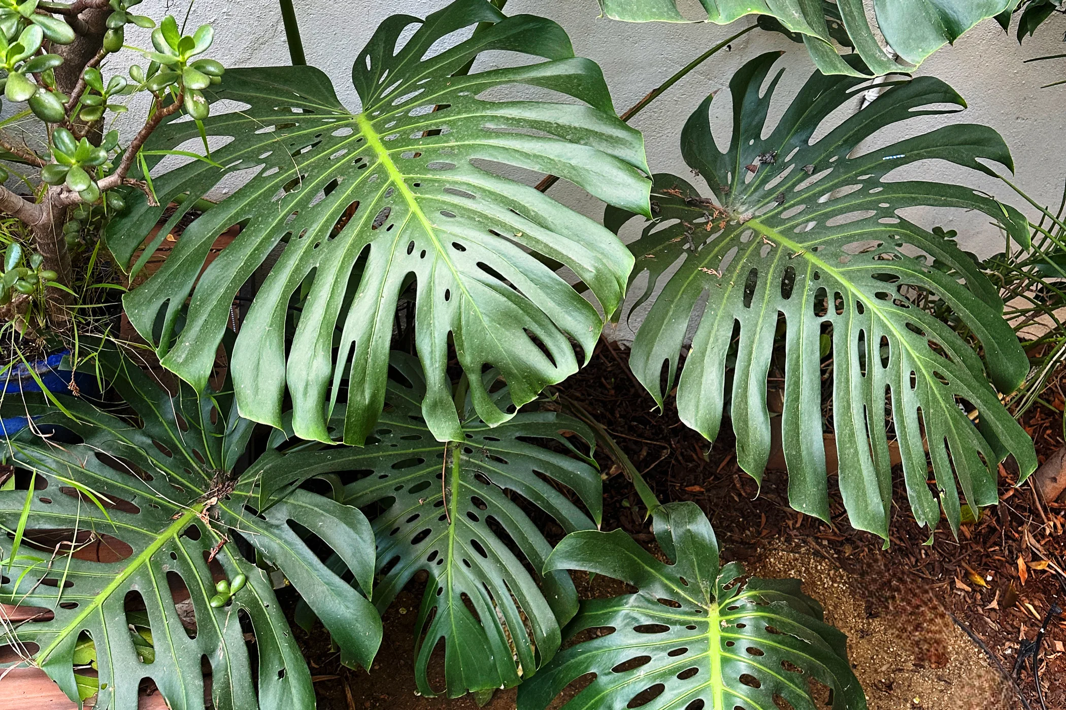 1206 N. La Brea photo 12